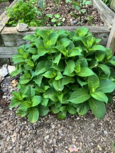 Mountain hydrangea 'Tuff Stuff A-ha' after being pruned