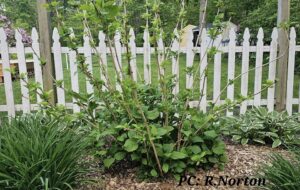 Bigleaf hydrangea macrophylla with winter-injured stems